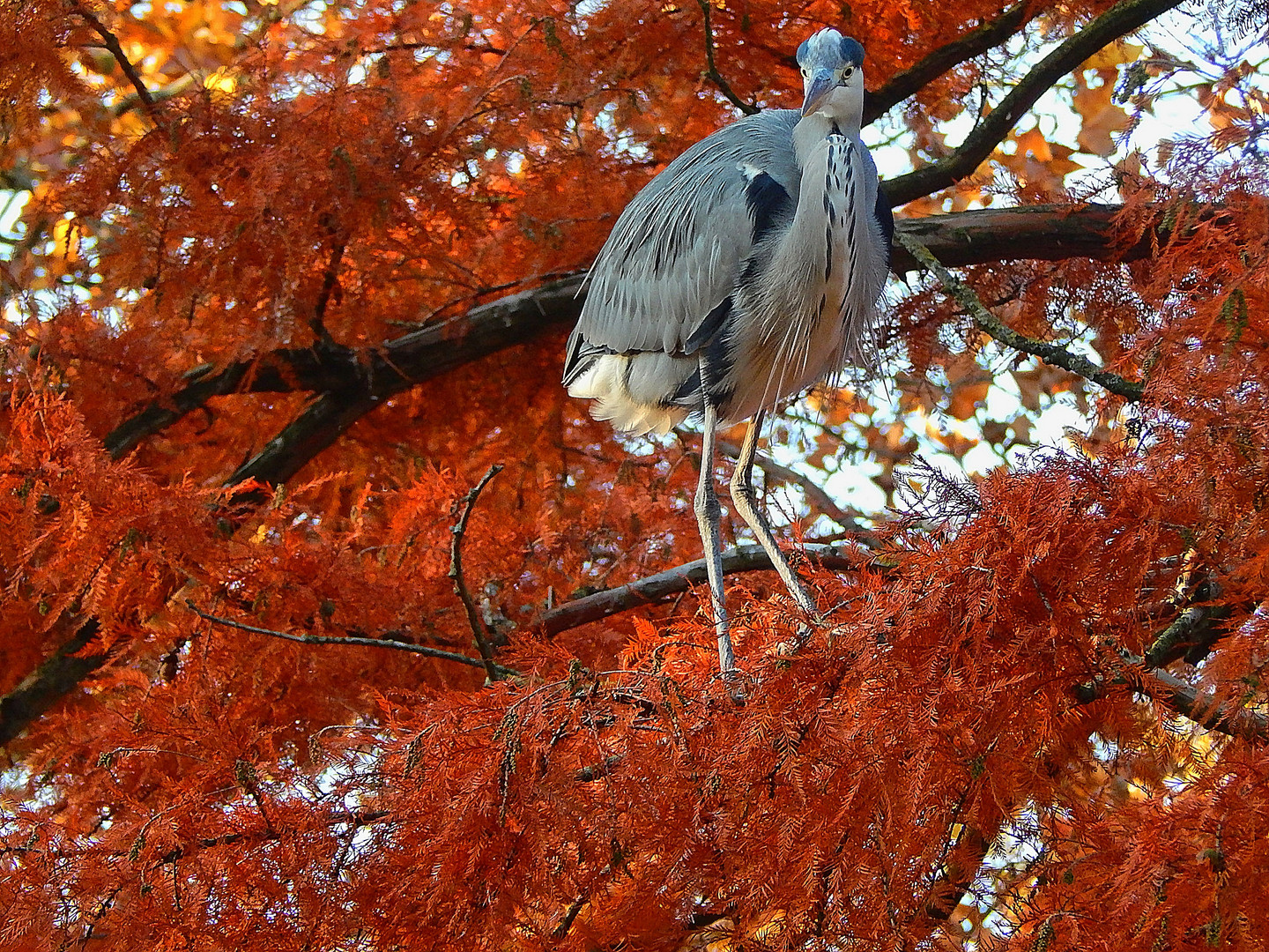 Graureiher (Ardea cinerea)