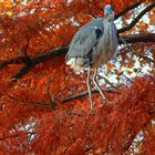 Graureiher (Ardea cinerea)