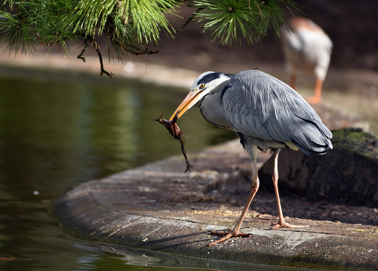 Graureiher (Ardea cinerea)