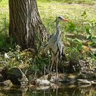 Graureiher (Ardea cinerea)