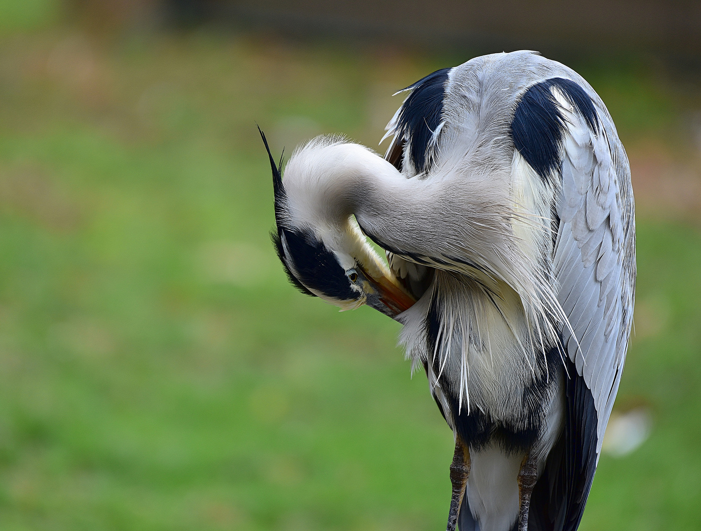 Graureiher (Ardea cinerea)