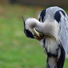 Graureiher (Ardea cinerea)