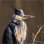 graureiher (ardea cinerea) ....