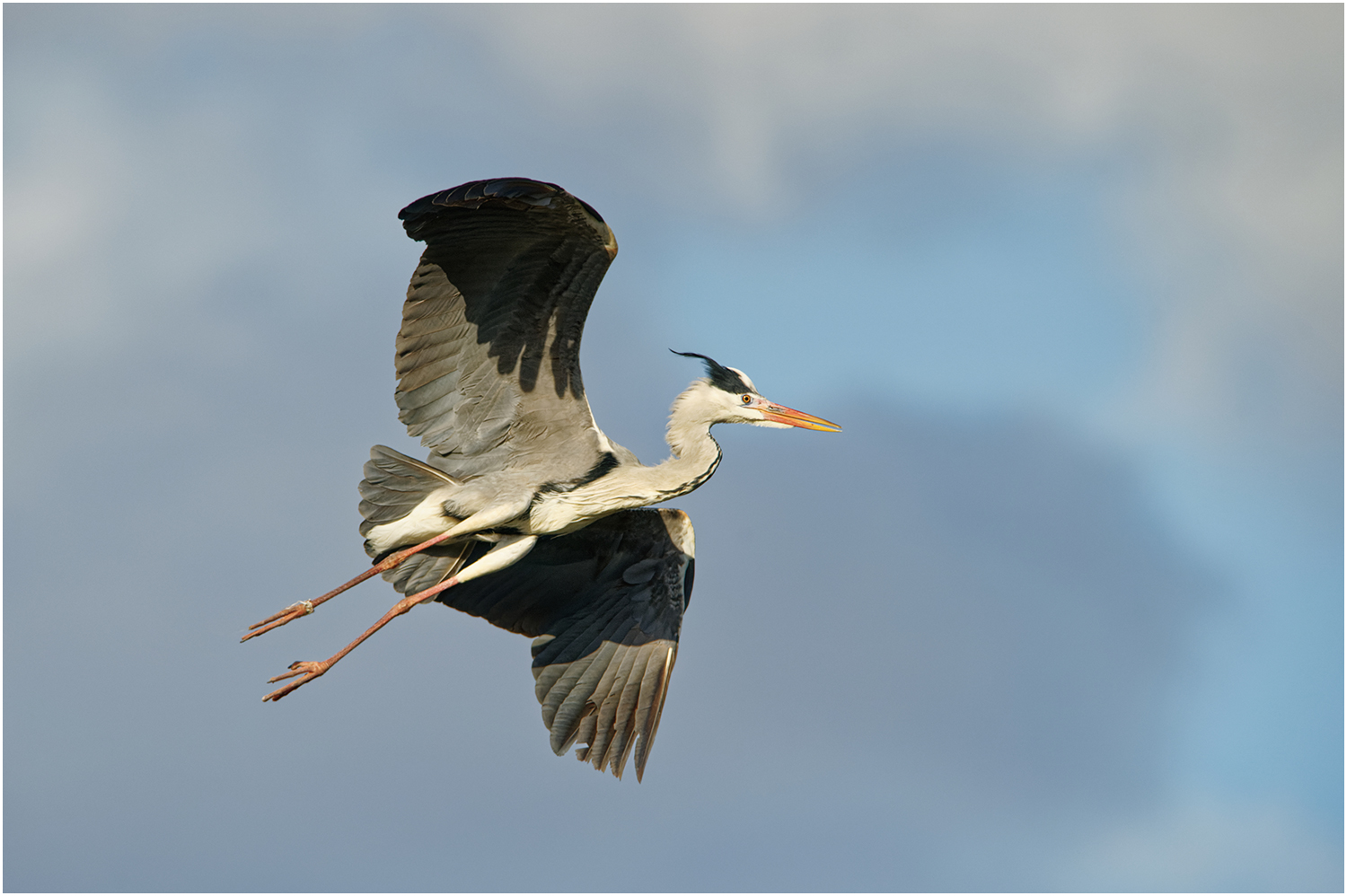 Graureiher (Ardea cinerea)