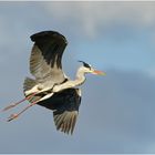 Graureiher (Ardea cinerea)