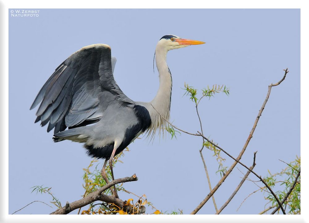 - Graureiher - ( Ardea cinerea )