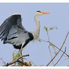 - Graureiher - ( Ardea cinerea )