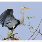 - Graureiher - ( Ardea cinerea )