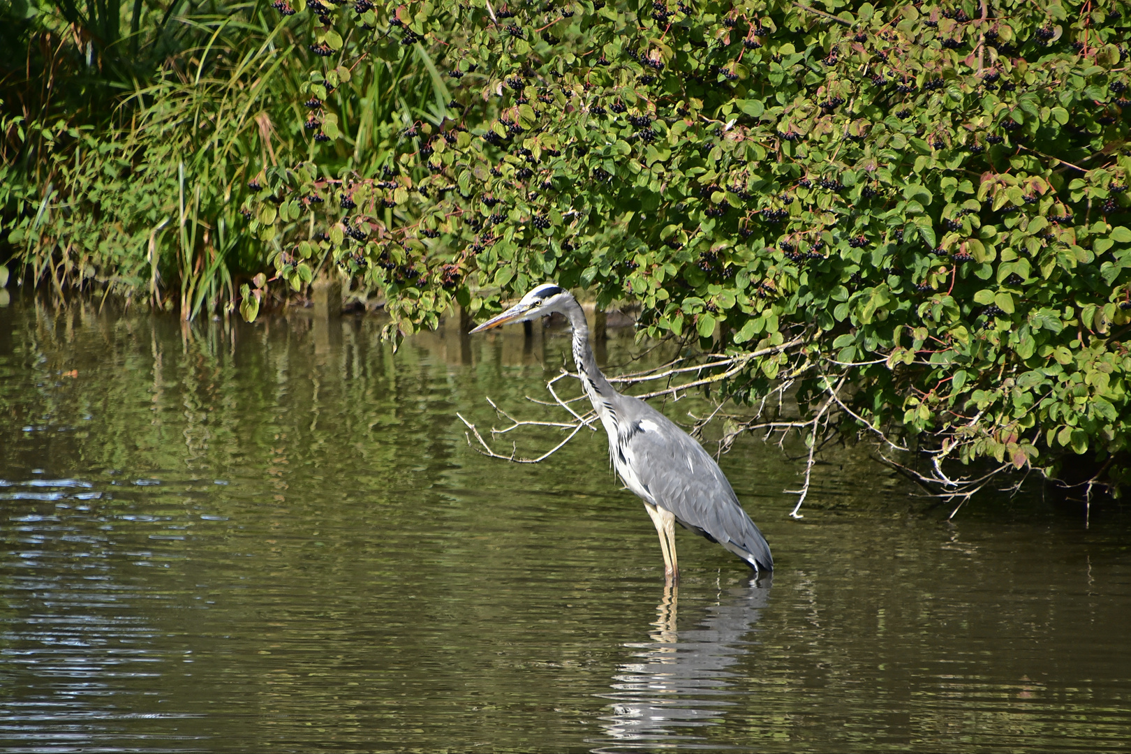 Graureiher (Ardea cinerea)