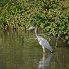 Graureiher (Ardea cinerea)