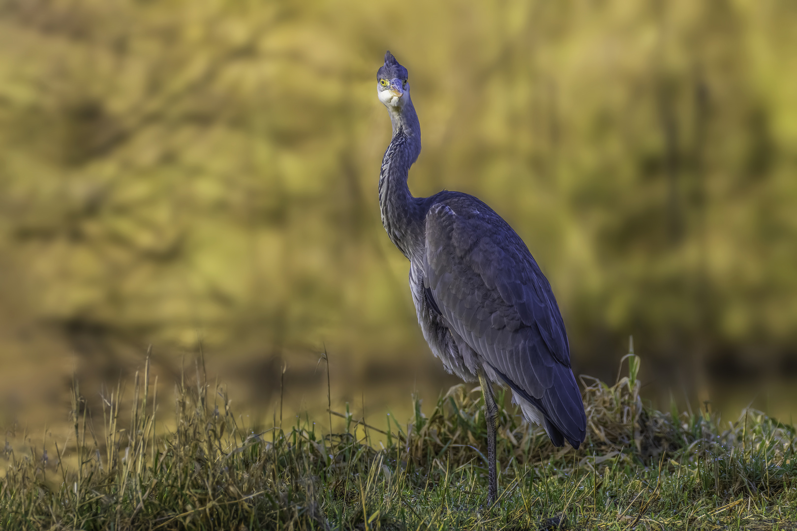 Graureiher (Ardea cinerea)