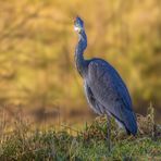 Graureiher (Ardea cinerea)