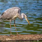 Graureiher (Ardea cinerea)