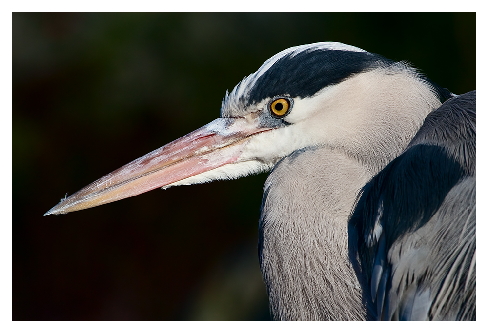 Graureiher (Ardea cinerea)