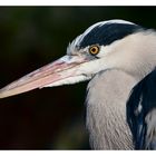 Graureiher (Ardea cinerea)