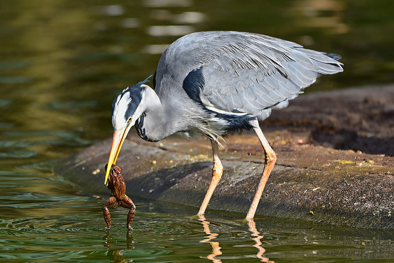 Graureiher (Ardea cinerea)