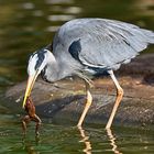 Graureiher (Ardea cinerea)