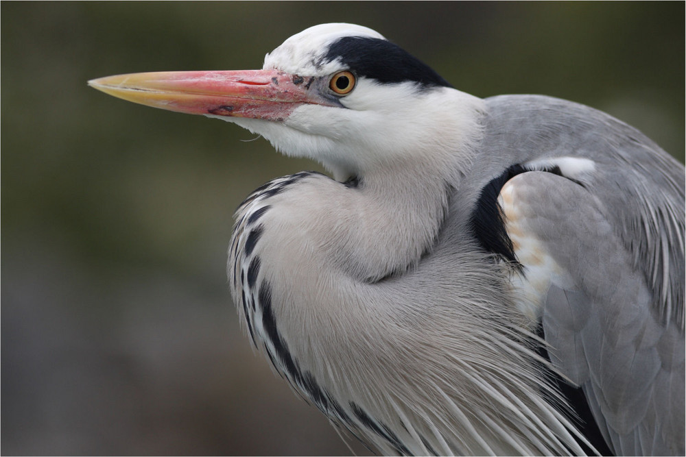 Graureiher (Ardea cinerea)