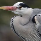 Graureiher (Ardea cinerea)