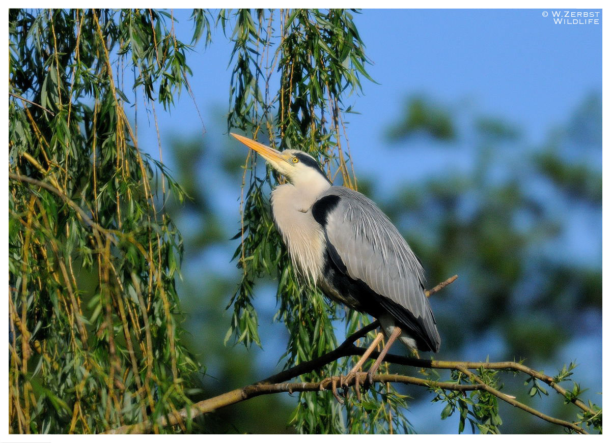 - Graureiher - ( Ardea cinerea )