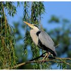 - Graureiher - ( Ardea cinerea )