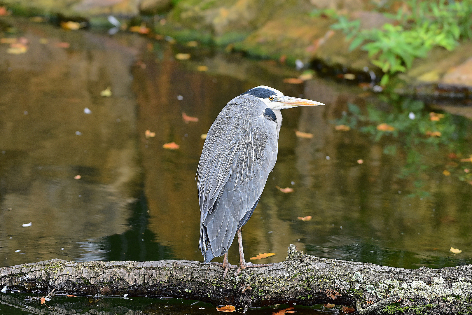 Graureiher (Ardea cinerea)