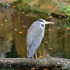 Graureiher (Ardea cinerea)