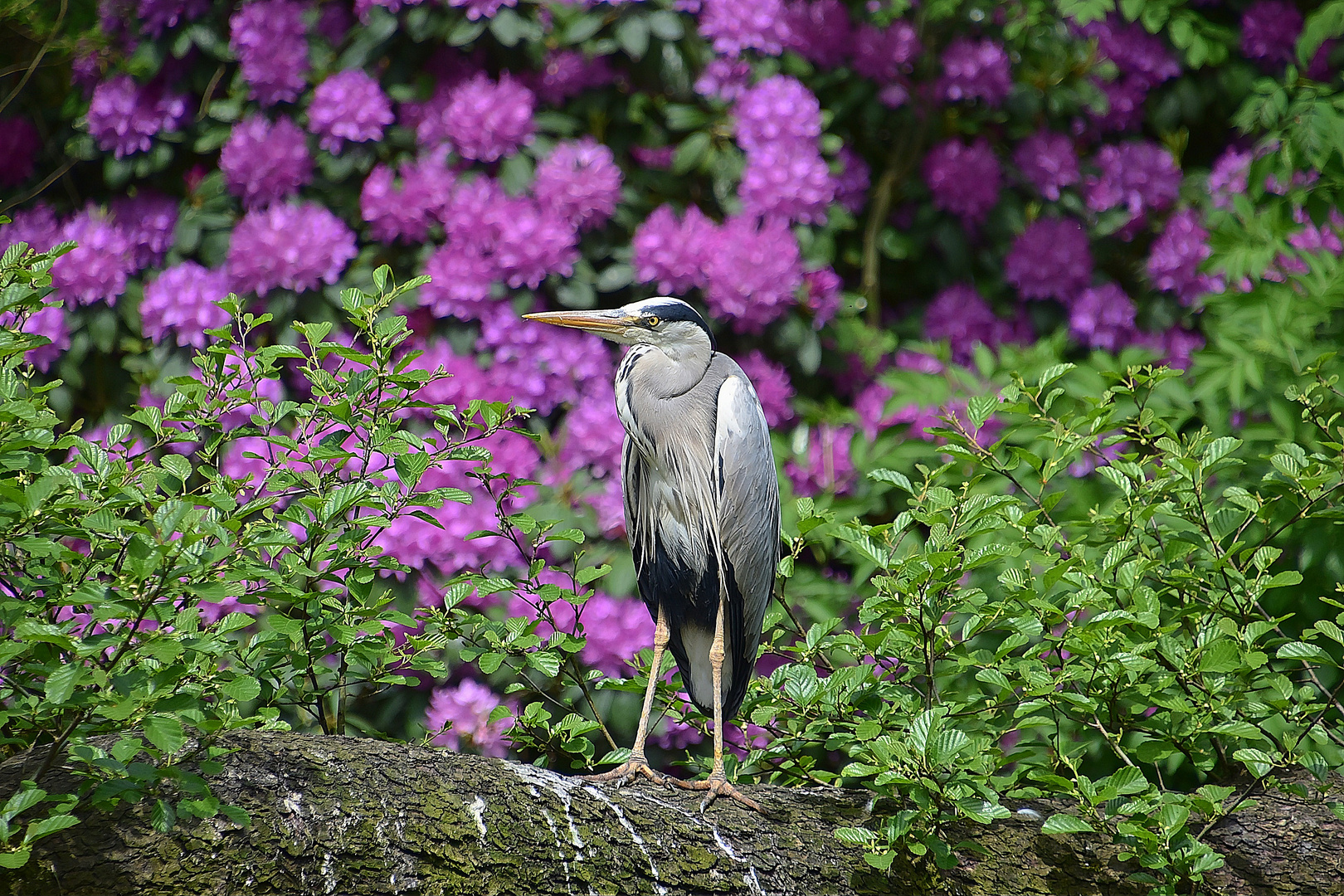 Graureiher (Ardea cinerea)