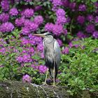 Graureiher (Ardea cinerea)