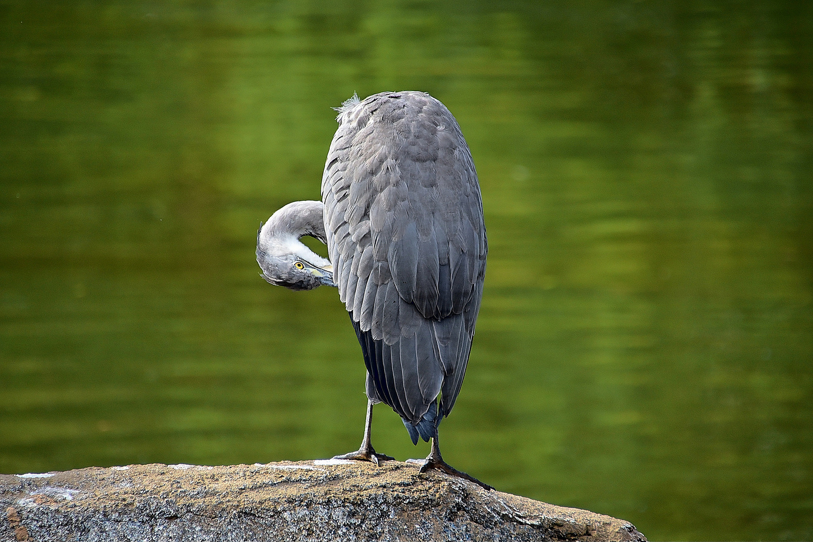 Graureiher (Ardea cinerea)