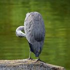 Graureiher (Ardea cinerea)