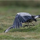 Graureiher (Ardea cinerea)