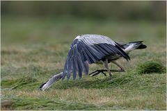 Graureiher (Ardea cinerea)