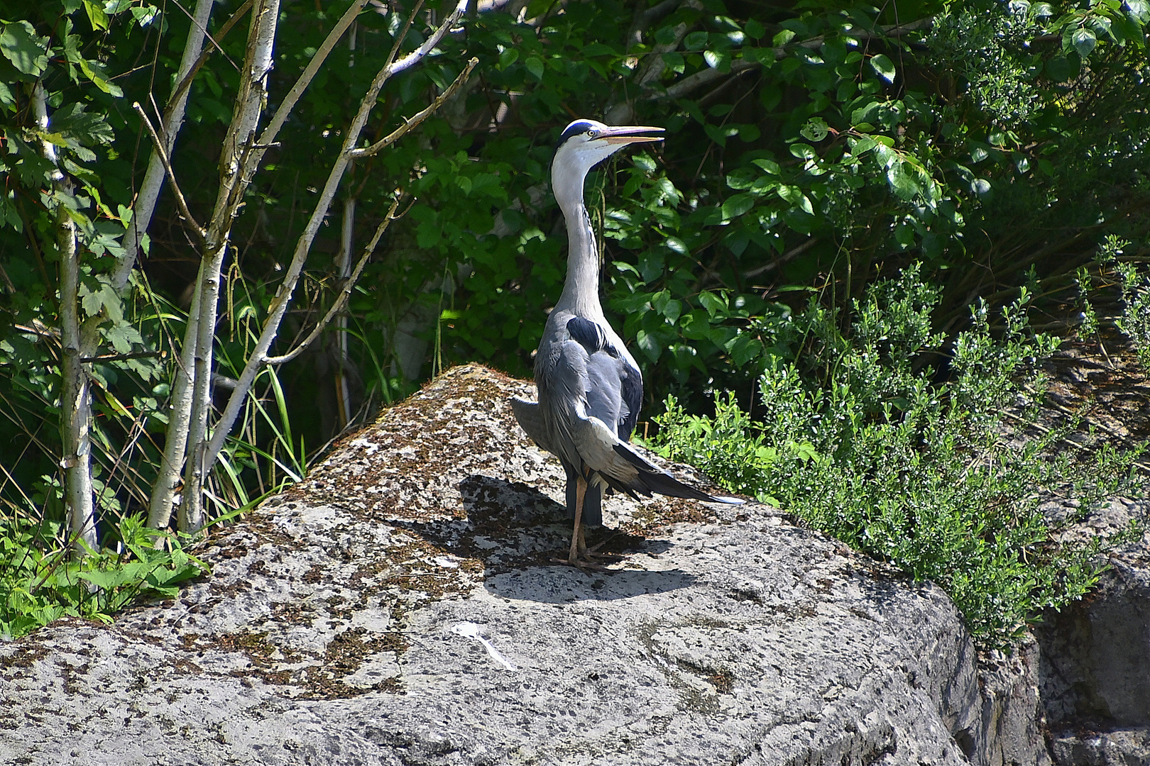 Graureiher (Ardea cinerea)