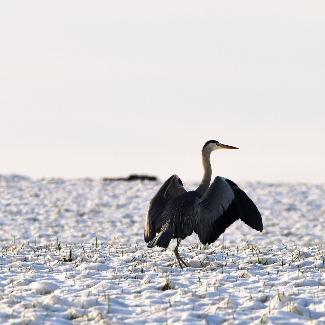 Graureiher (Ardea cinerea)