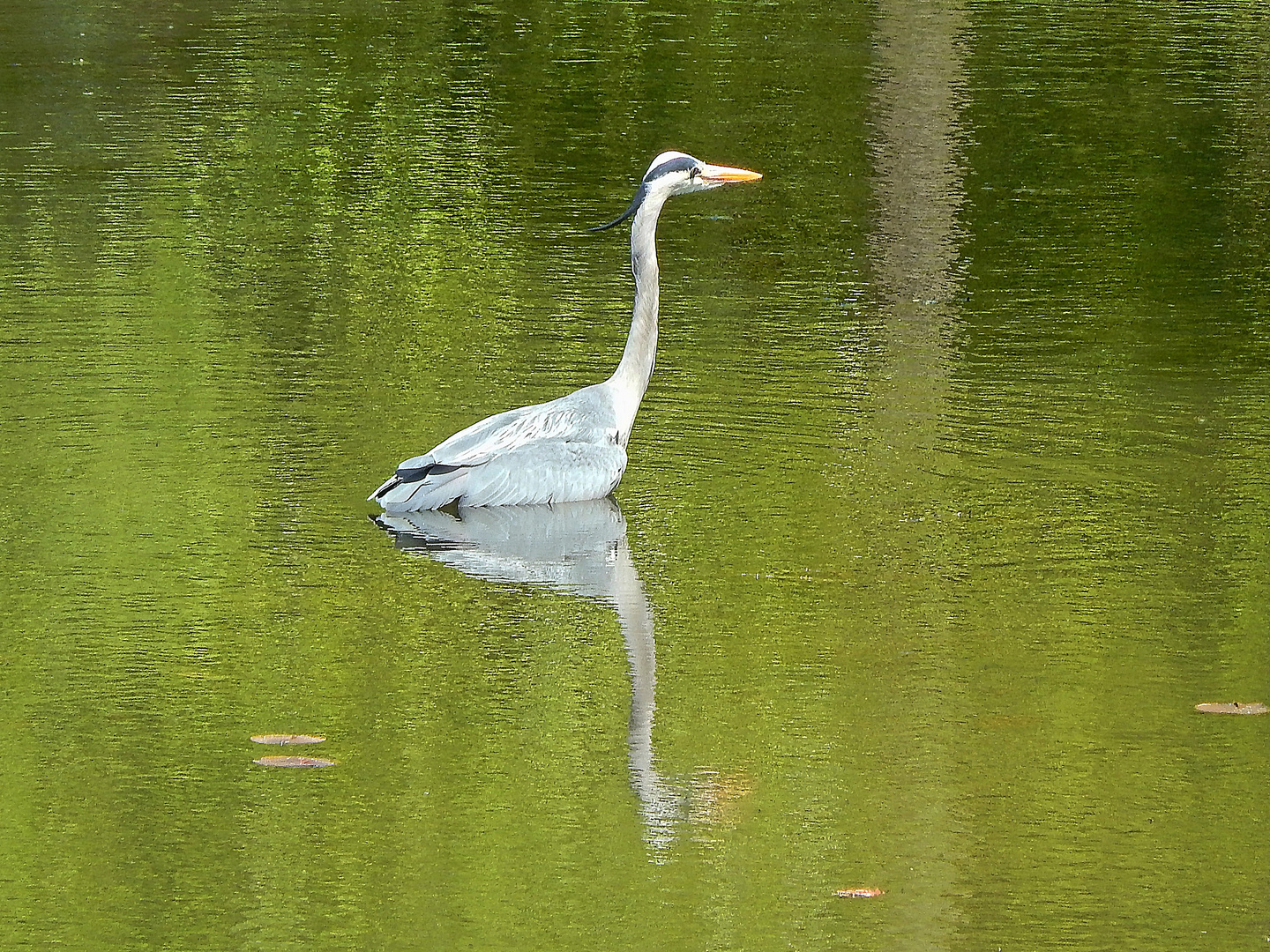 Graureiher (Ardea cinerea)