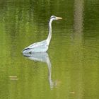 Graureiher (Ardea cinerea)