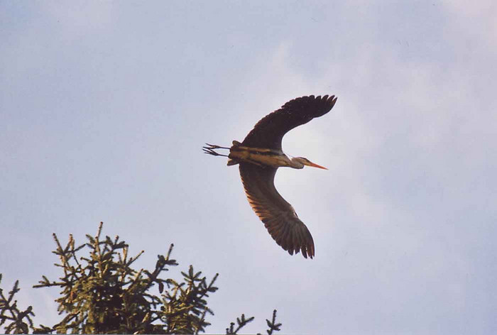 Graureiher (Ardea cinerea)