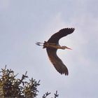 Graureiher (Ardea cinerea)