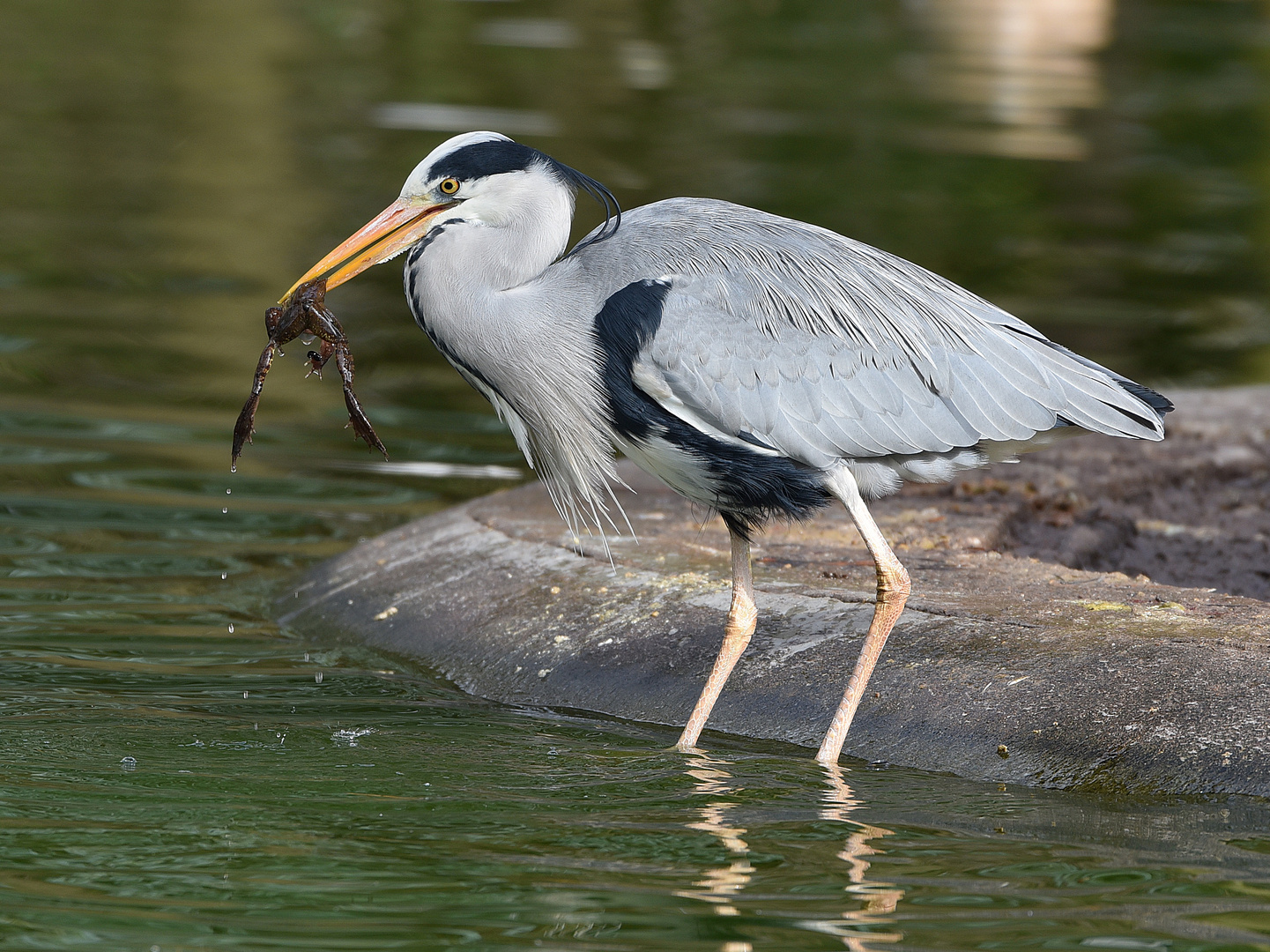 Graureiher (Ardea cinerea)