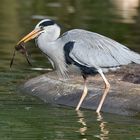 Graureiher (Ardea cinerea)