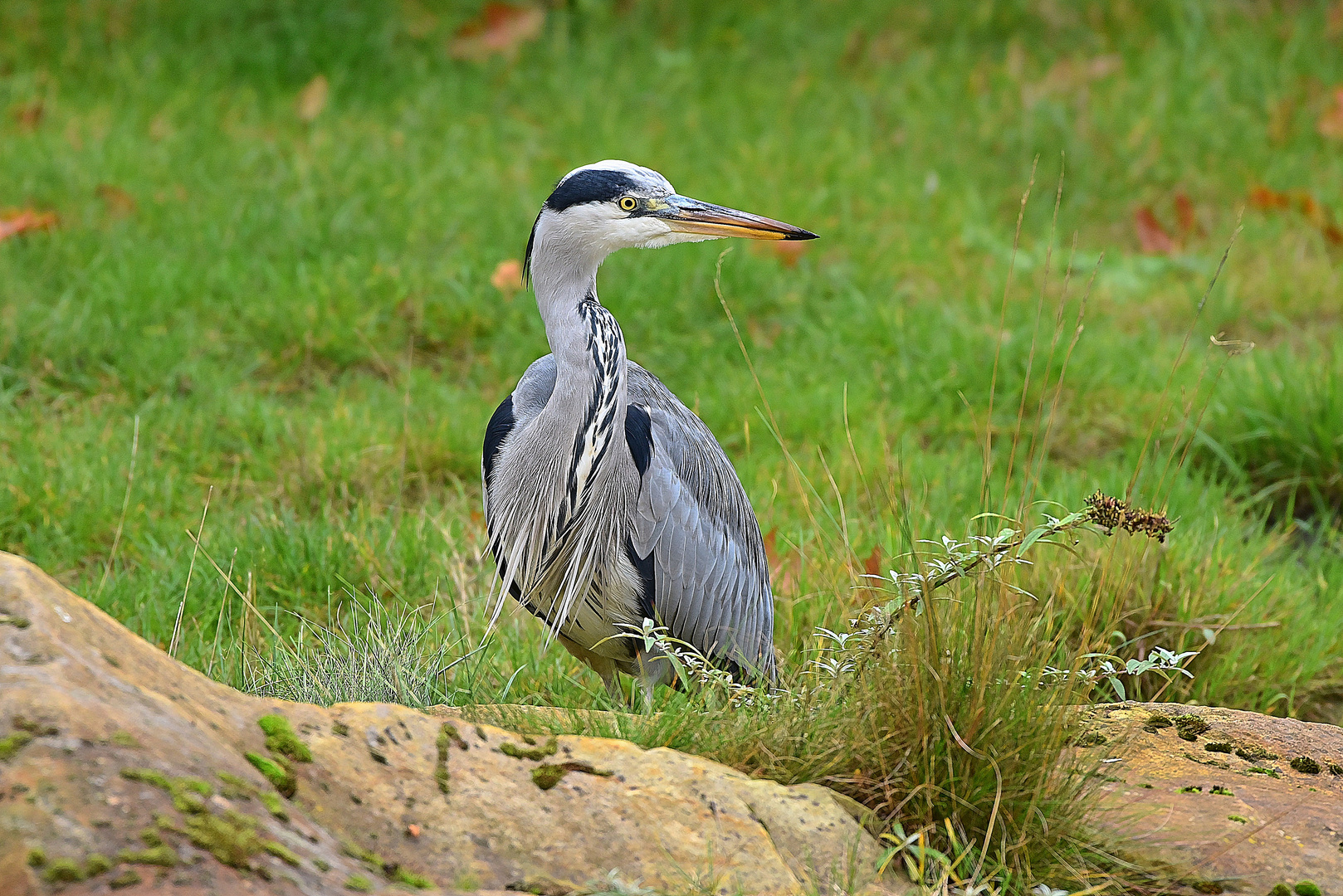 Graureiher (Ardea cinerea)