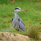 Graureiher (Ardea cinerea)