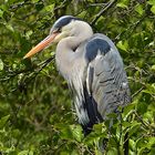 Graureiher (Ardea cinerea)