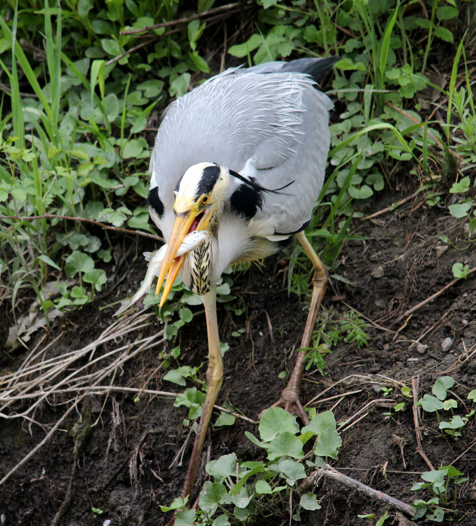 Graureiher (Ardea cinerea)