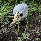 Graureiher (Ardea cinerea)