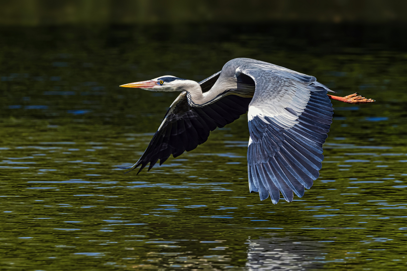 Graureiher (Ardea cinerea)