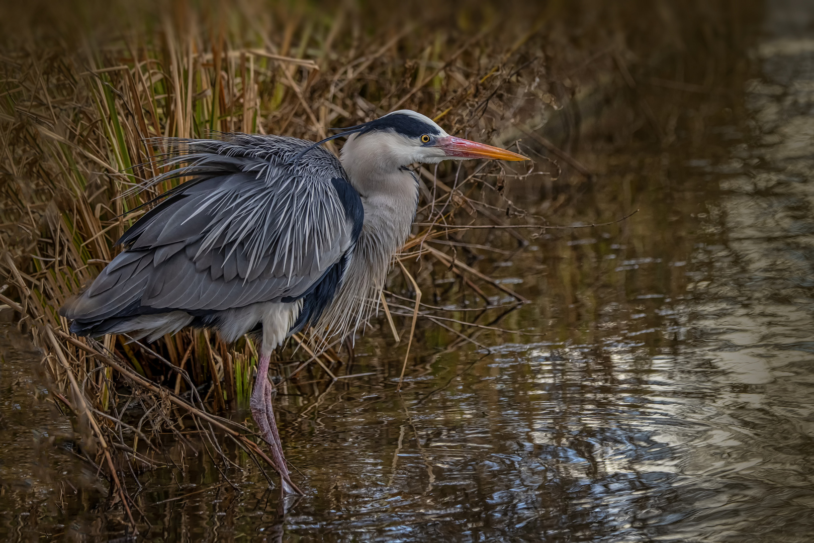  Graureiher (Ardea cinerea)