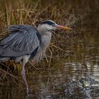  Graureiher (Ardea cinerea)