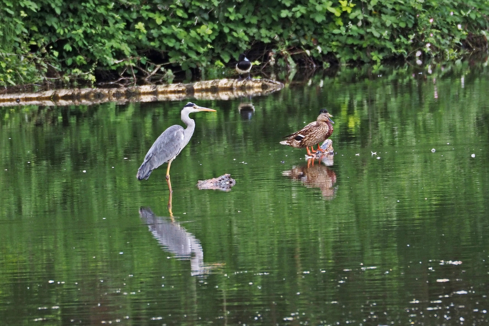 Graureiher (Ardea cinerea)